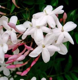 L'Ami des Jardins 1109 Comment entretenir un jasmin en pot ?