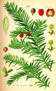 L'Ami des Jardins 1109 L'if