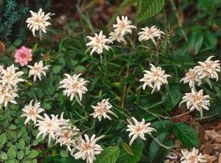 L'Ami des Jardins 1110 PLANTER L'EDELWEISS