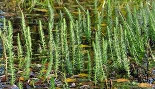 L'Ami des Jardins 1110 Aider les poissons à passer l'hiver
