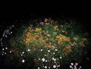 L'Ami des Jardins 1110 LA FLEUR dans l'art contemporain