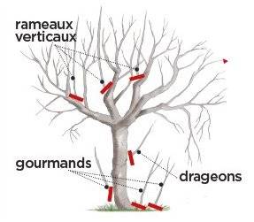 L'Ami des Jardins 1110 Élaguer les arbres de plein vent