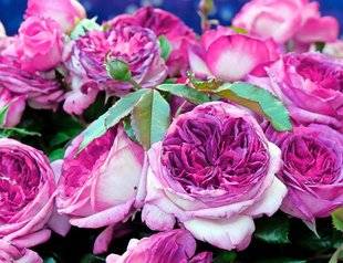 L'Ami des Jardins 1110 Une rose pour un chef