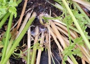 L'Ami des Jardins 1110 UNE LUTTE LABORIEUSE CONTRE LA SCLÉROTINIOSE
