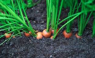 L'Ami des Jardins 1110 SEMER DES CAROTTES PRIMEURS