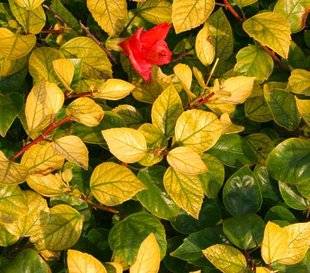 L'Ami des Jardins 1110 LES FEUILLES DE MON HIBISCUS SE DÉCOLORENT