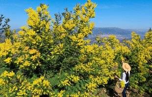 L'Ami des Jardins 1110 Vive le mimosa