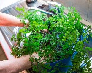 L'Ami des Jardins 1110 ARROSAGE : À CHAQUE PLANTE SA MÉTHODE