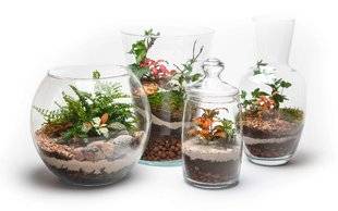 L'Ami des Jardins 1110 Réaliser un terrarium