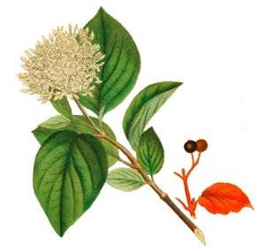 L'Ami des Jardins 1110 Une belle palette de rameaux