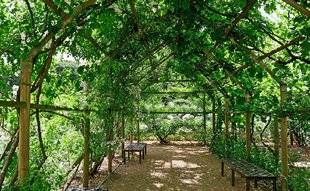 L'Ami des Jardins 1110 PERGOLAS, TONNELLES ET AUTRES ARCHES