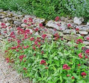 L'Ami des Jardins 1110 UN MURET DE PIERRES ANIMÉ…