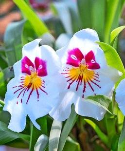 L'Ami des Jardins 1110 4 orchidées faciles
