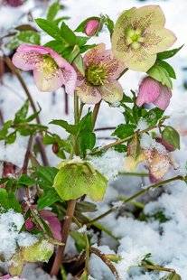 L'Ami des Jardins 1110 En janvier, on admire