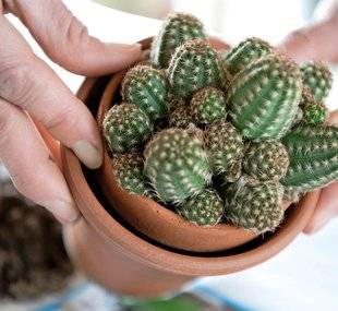 L'Ami des Jardins 1110 Je rempote les cactées