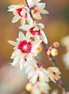 L'Ami des Jardins 1110 Je plante un chimonanthe
