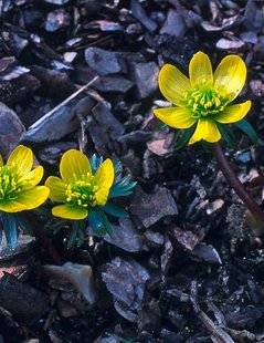 L'Ami des Jardins 1110 LA PREMIÈRE FLEUR DE L'ANNÉE