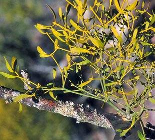 L'Ami des Jardins 1110 LE GUI EST-IL NUISIBLE POUR LES ARBRES ?