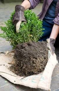 L'Ami des Jardins 1110 DÉPLACER UN ARBUSTE, C'EST POSSIBLE !