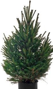 L'Ami des Jardins 1110 REPLANTER VOTRE SAPIN DE NOËL