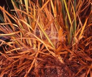 L'Ami des Jardins 1110 Des filaments blancs apparaissent dans mon gazon ?