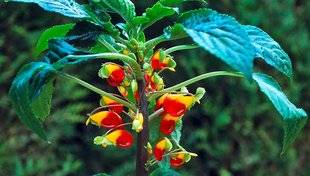 L'Ami des Jardins 1110 Cultiver l'impatience du Congo ?