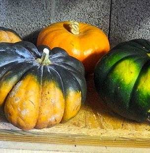 L'Ami des Jardins 1110 Lumières d'automne