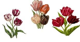 L'Ami des Jardins 1167 DES TULIPES pendant trois mois