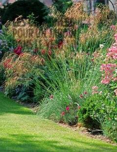 L'Ami des Jardins 1167 LES GRAMINÉES POUR UN JARDIN DANS LE VENT !