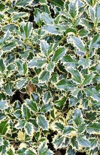 L'Ami des Jardins 1167 Des arbustes pour une haie défensive