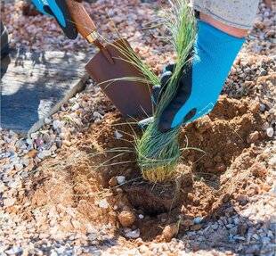 L'Ami des Jardins 1167 Planter les vivaces de rocaille maintenant