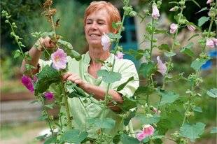 L'Ami des Jardins 1167 RÉCOLTER DES GRAINES