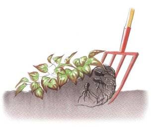 L'Ami des Jardins 1167 DIVISER LES FLEURS DES ELFES