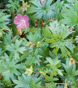 L'Ami des Jardins 1167 DES GÉRANIUMS VIVACES SE COUVRENT DE TACHES
