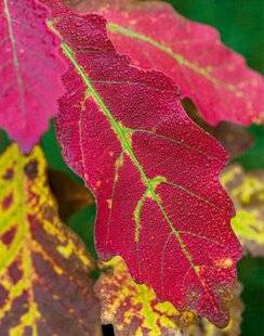 L'Ami des Jardins 1167 Pigments