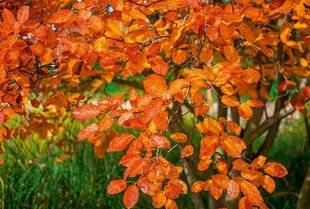 L'Ami des Jardins 1167 DES FEUILLES D'ARBUSTES PAS TRÈS COLORÉES