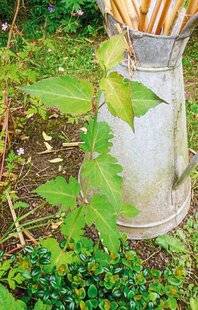 L'Ami des Jardins 1167 RÉCUPÉRER DES SEMIS D'ARBRE AUX FAISANS