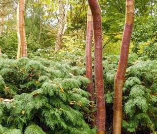 L'Ami des Jardins 1167 UN BOULEAU À BELLE ÉCORCE