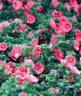 L'Ami des Jardins 1167 UNE FLORAISON SANS FIN