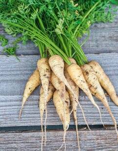 L'Ami des Jardins 1167 DES CAROTTES BLANCHES