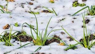 L'Ami des Jardins 1167 GARDER LES PIEDS AU SEC !