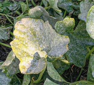 L'Ami des Jardins 1167 LES FEUILLES DES COURGES BLANCHISSENT