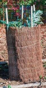 L'Ami des Jardins 1167 FAIRE BLANCHIR LE CARDON