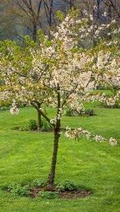 L'Ami des Jardins 1167 COMMENT CHOISIR LES FRUITIERS TIGE