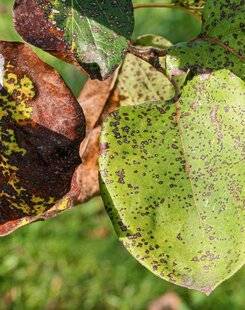 L'Ami des Jardins 1167 VOTRE COGNASSIER PERD SES FEUILLES PRÉMATURÉMENT