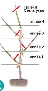 L'Ami des Jardins 1167 COMMENT INSTALLER UNE TREILLE CONTRE UN MUR