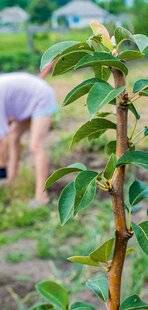 L'Ami des Jardins 1167 QU'EST CE QU'UN SCION ?