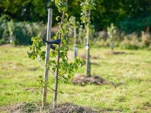 L'Ami des Jardins 1167 ET UN BALIVEAU ?