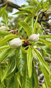L'Ami des Jardins 1167 UN AMANDIER DE QUALITÉ
