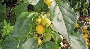 L'Ami des Jardins 1167 À L'ORIGINE DU POMMIER, UNE HISTOIRE D'HYBRIDATION DÉBRIDÉE